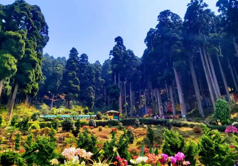 Lamahatta Eco Park, Darjeeling, West Bengal - Vushii.com Lamahatta Eco Park, Darjeeling, West Bengal - Vushii.com